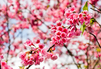 Wild Himalayan cherry blooming (Prunus cerasoides)