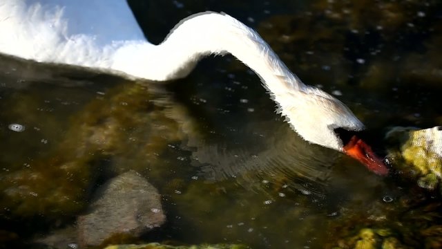 Eating swan