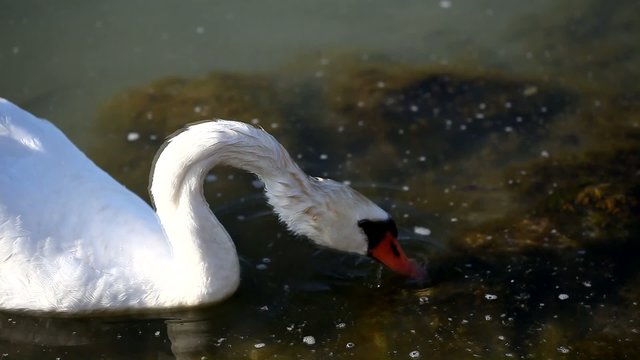 Eating swan