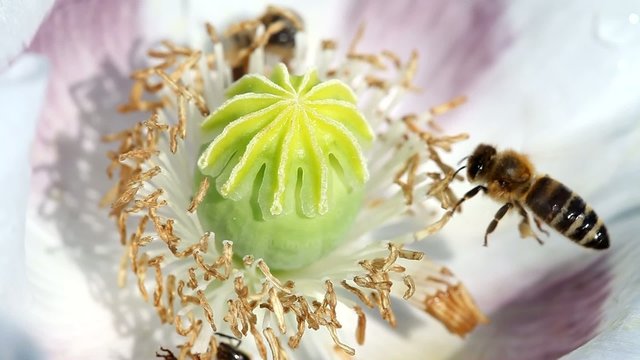 white poppy flower and bee