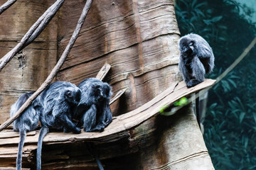 Monkey business