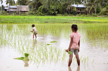 Farmers harvesting rice in the south Laos