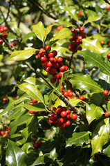 Europäische Stechpalme, Ilex aquifolium