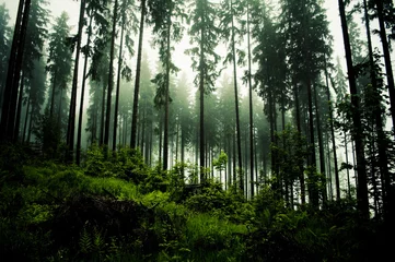 Plexiglas foto achterwand donker bos © kohy