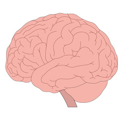 vector human brain model