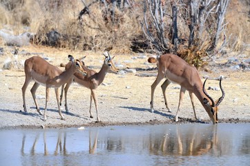 A family of black-faced impalas drinking at a watering hole
