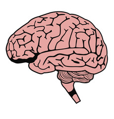 vector human brain model