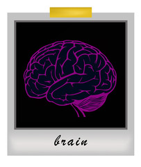 human brain model