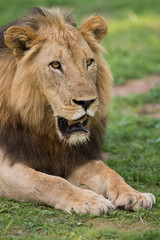 Fototapeta na wymiar Lew na wolności na safari w Zambii