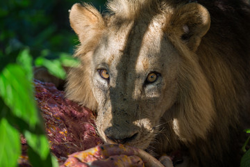 Lion eating buffalo carcass