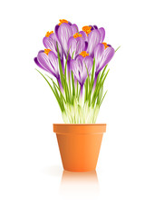 Spring Gardening. Crocuses flowers in pot on white background