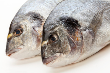Dorado fish on white background