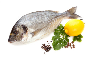 Dorado fish on white background