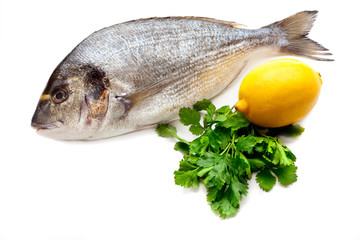 Dorado fish on white background