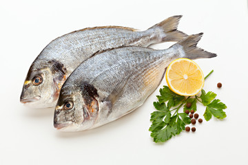 Dorado fish on white background