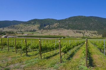 Fototapeta na wymiar Vineyards and orchards. Osoyoos, B.C.