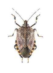 Stinkbug