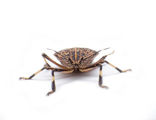 The stinkbug head