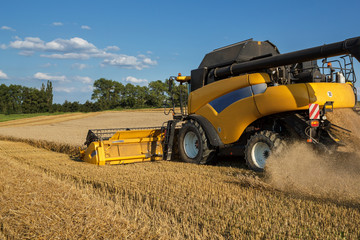 Obraz premium Yellov combine on field harvesting gold wheat