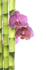 violet orchid and green bamboo grove border