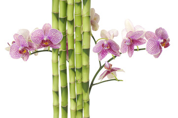 branch violet orchid and green bamboo on white