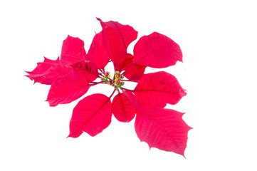 Poinsettia corner border on a white background