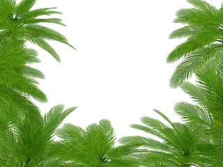 Naklejka premium Palm trees und hibiscus flowers frame