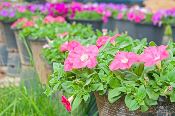Fototapeta premium Pink petunia