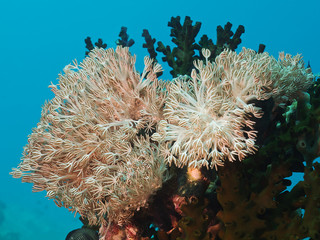 Weichkorallen (Heteroxenia fuscescens)