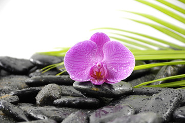 Still life with pink orchid on pebble and green palm leaf