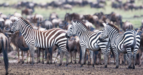 Fototapeta na wymiar zebra na pastwisku