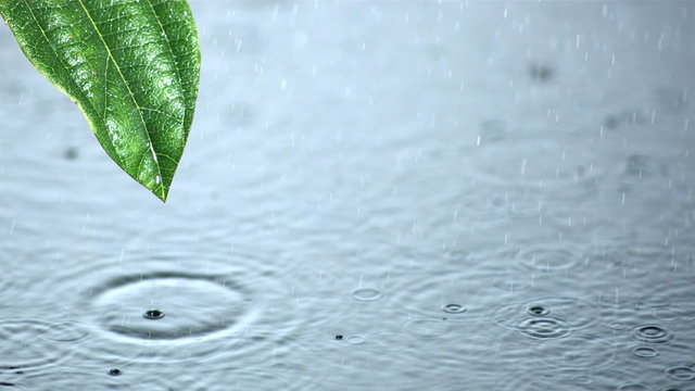 Raindrops on water and running off leaf