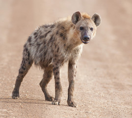 charming hyena