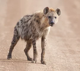 Fotobehang charmante hyena © lotosfoto