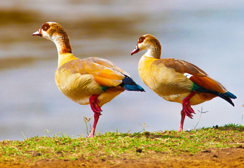 birds of the lake Nakuru