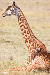 the wounded giraffe