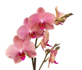 Fototapeta premium różowe kwiaty orchidei