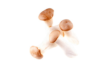 Mushroom isolated on white background