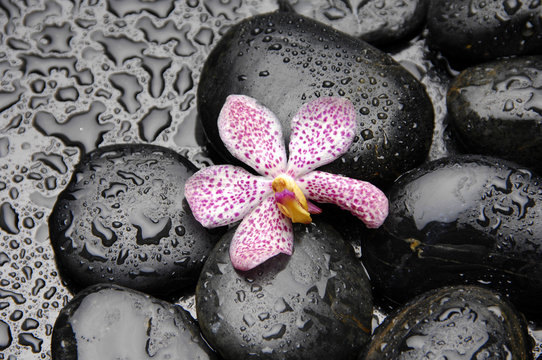 Pink orchid on pebble in water drops