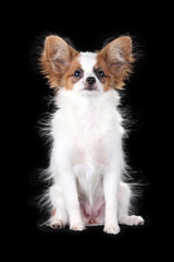 Papillon Puppy