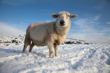 Rhoscolyn Coastline in winter
