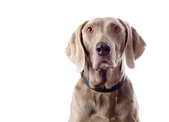Dog isolated on white