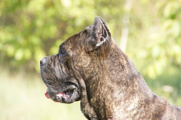 Cane corso