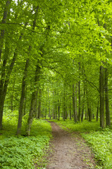 Fototapeta premium Trees