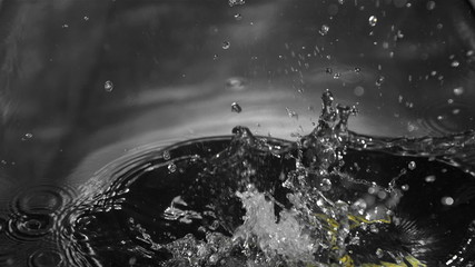 Corn cob falling into water in slow motion - Powered by Adobe