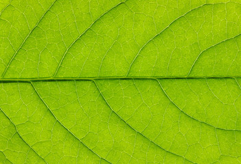 Plakat zielony liść tekstury