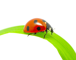 ladybug