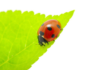 Fototapeta premium ladybug