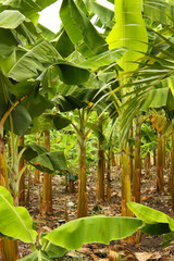 Banana monoculture
