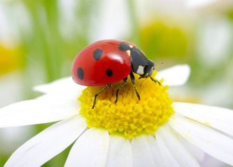 ladybug